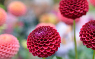 ​Are Dahlias Perennial Plants?