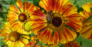 Gardening Jobs for August