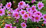 What to Plant With Dahlias