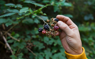 5 Tips for Budding Foragers