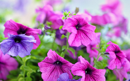 Our Top Petunia Blooms for 2022