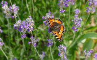 Sustainable Garden Plants to Grow 