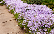 How to Plant Ground Cover Plants