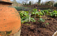How to grow Helenium