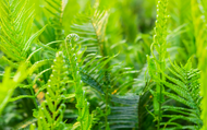 Gardening for Shaded Areas