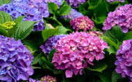 Can Hydrangeas Grow In Shade? 