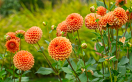 Everything You Need to Know About Dahlias!