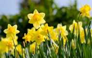 ​What are Naturalising Bulbs?