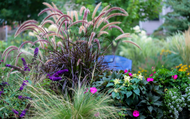 ​Perfect Plant Combos – What to Plant with Grasses