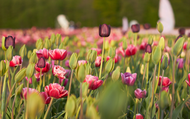 Tulips to Know & Grow This Spring!