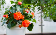 When to Lift Summer Bulbs 