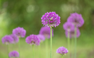 When and How to Plant Allium Bulbs