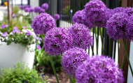 Drought Tolerant Plants to Beat the Summer Heat