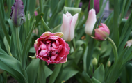 What to Plant Around a Fire Pit 