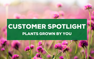 Customer Spotlight - Your Garden Successes