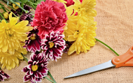 How to Grow a Cut Flower Garden