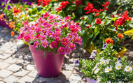 How to Plant Flowers In Pots - Container Planting