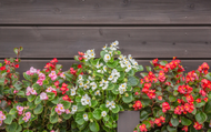 Types of Begonias to Know & Grow