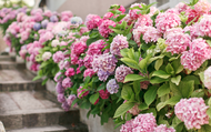 Choose the Best Hydrangeas for Your Garden