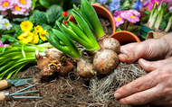 Gardening for Beginners: How to Plant Bulbs in Pots