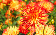 When to Plant Dahlias