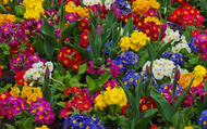Winter/Spring Bedding Plants for a Colourful Garden