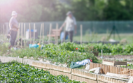 Stunning Community Gardens in the UK