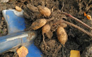 How to Store Your Bulbs Over Winter