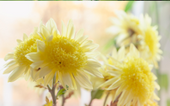 Our Best Dahlias for Cut Flowers