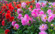 Dahlia flowers for every garden