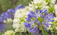 Drought Resistant Plants for Your Garden