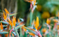 Exotic Plants for your Garden