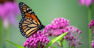 Perfect Plants for Pollinators