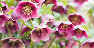 Gardening Jobs for February