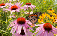 Beautiful Summer Flower Companions