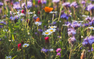 ​Flower Seeds to Sow in Autumn