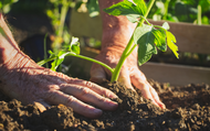 Our Top 10 Easy Gardening Secrets