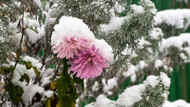 Gardening Jobs for January