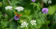 Gardening Jobs for June