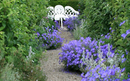 Best Plants for Gravel Gardens