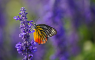 A Guide to Growing Lavender