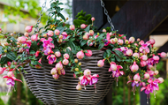 Top 10 Summer Hanging Basket Plants