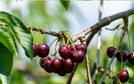 How to Harvest Cherries