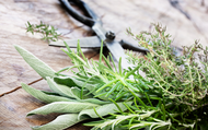 How to Harvest Your Herbs