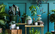 House Plants – The Trend That’s Rattling the Market