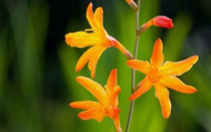 How to Care for Crocosmia