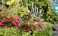 Colour for Less - How to Fill Your Hanging Baskets for Winter