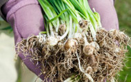 How to Plant Bulbs in the Green