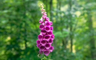 How to Plant Foxgloves