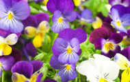 How to Plant Pansies